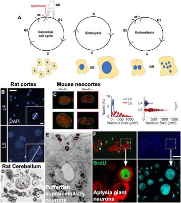 Cell Cycle Re-entry in the Nervous System: From Polyploidy ... Biology Diagrams